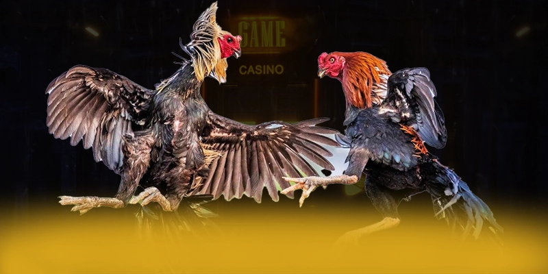 XO88 - Nền tảng có tỷ lệ kèo đem lại lợi nhuận tối đa cho người chơi